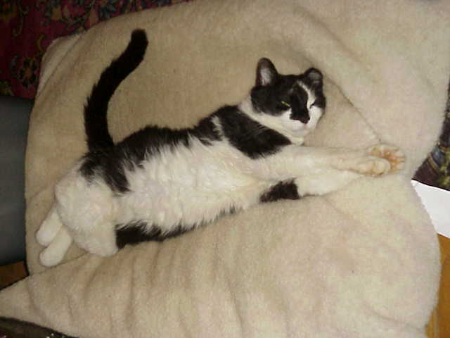 Cat Trivia