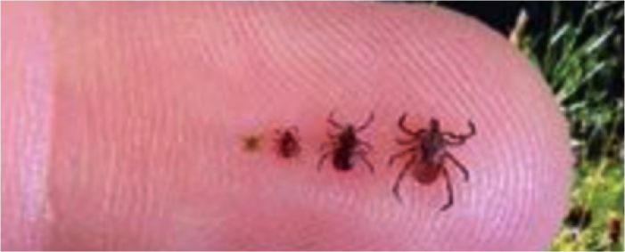 Where do you find ticks?