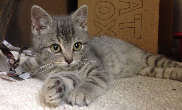 Kitten at Granville Veterinary Clinic