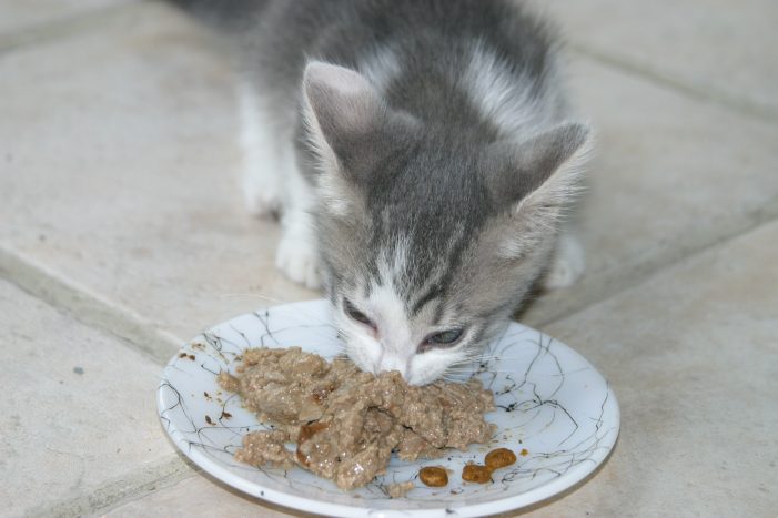 how to change your pets food