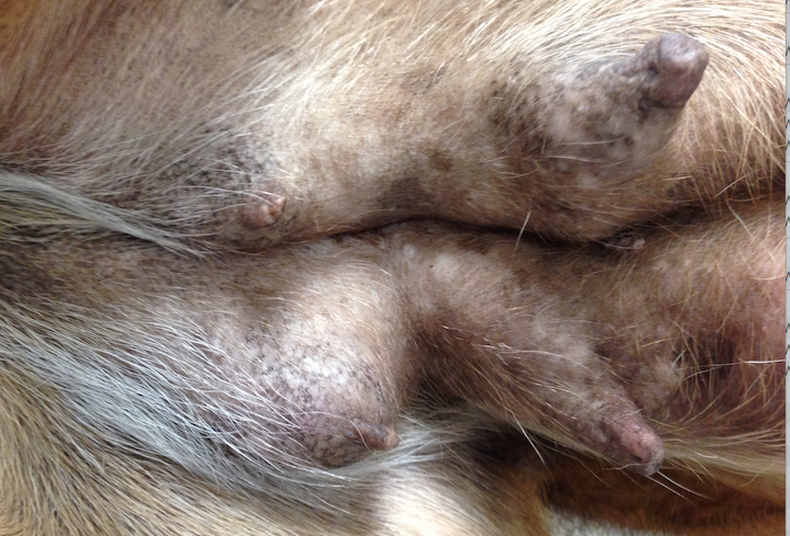 Unspayed 8 year old dog with multiple breast tumor (also known as mammary cancer).