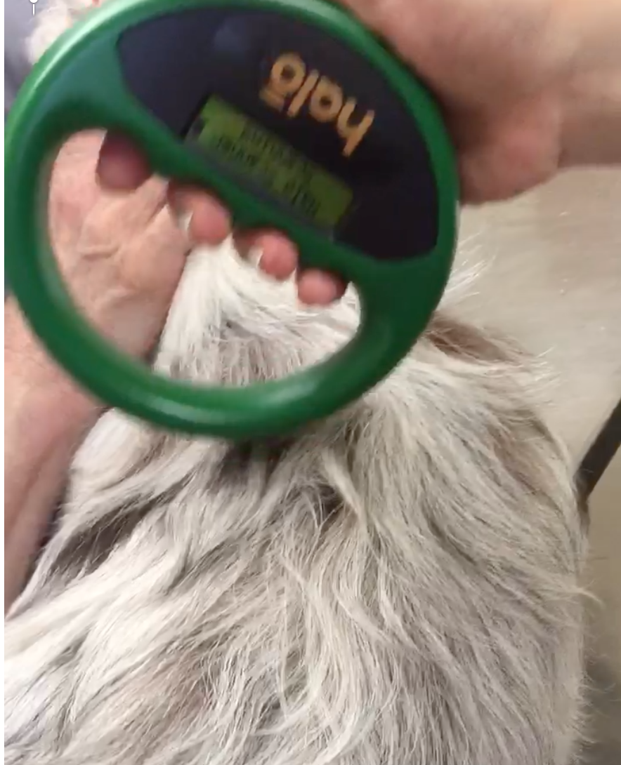 Scanning for a microchip on a dog.