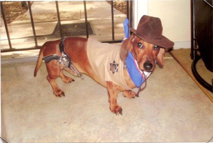 Halloween dog in costumer safety tips