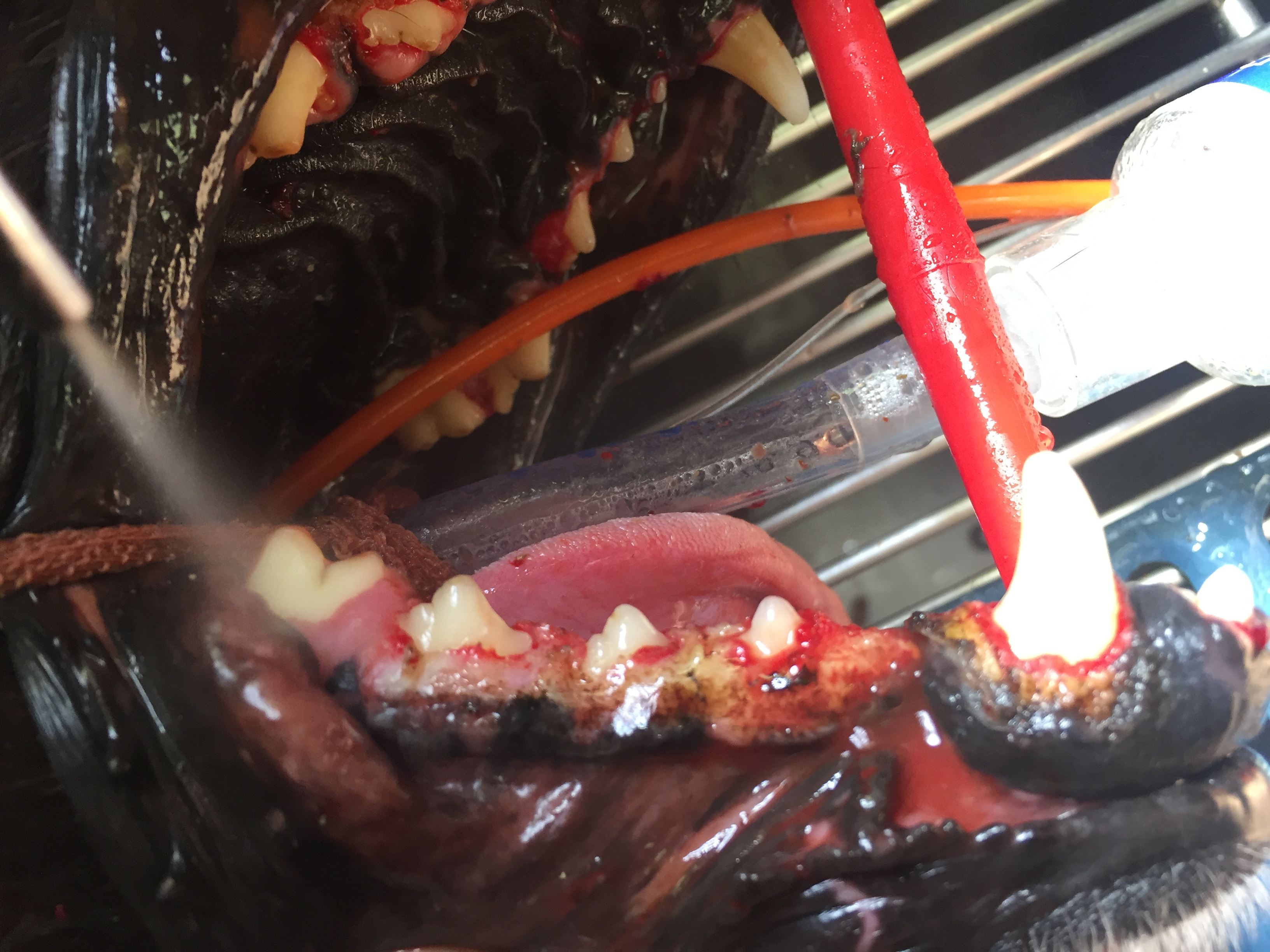 Gingival hyperplasia in a dog. After surgery and tooth cleaning.