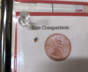 Tick compared to size of penny
