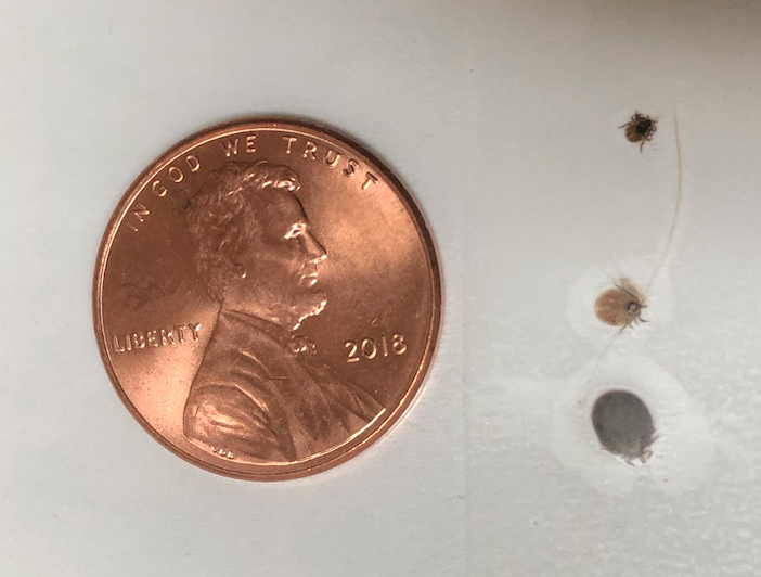 ticks pulled off a cat May 2018 in Granville Ohio Licking County