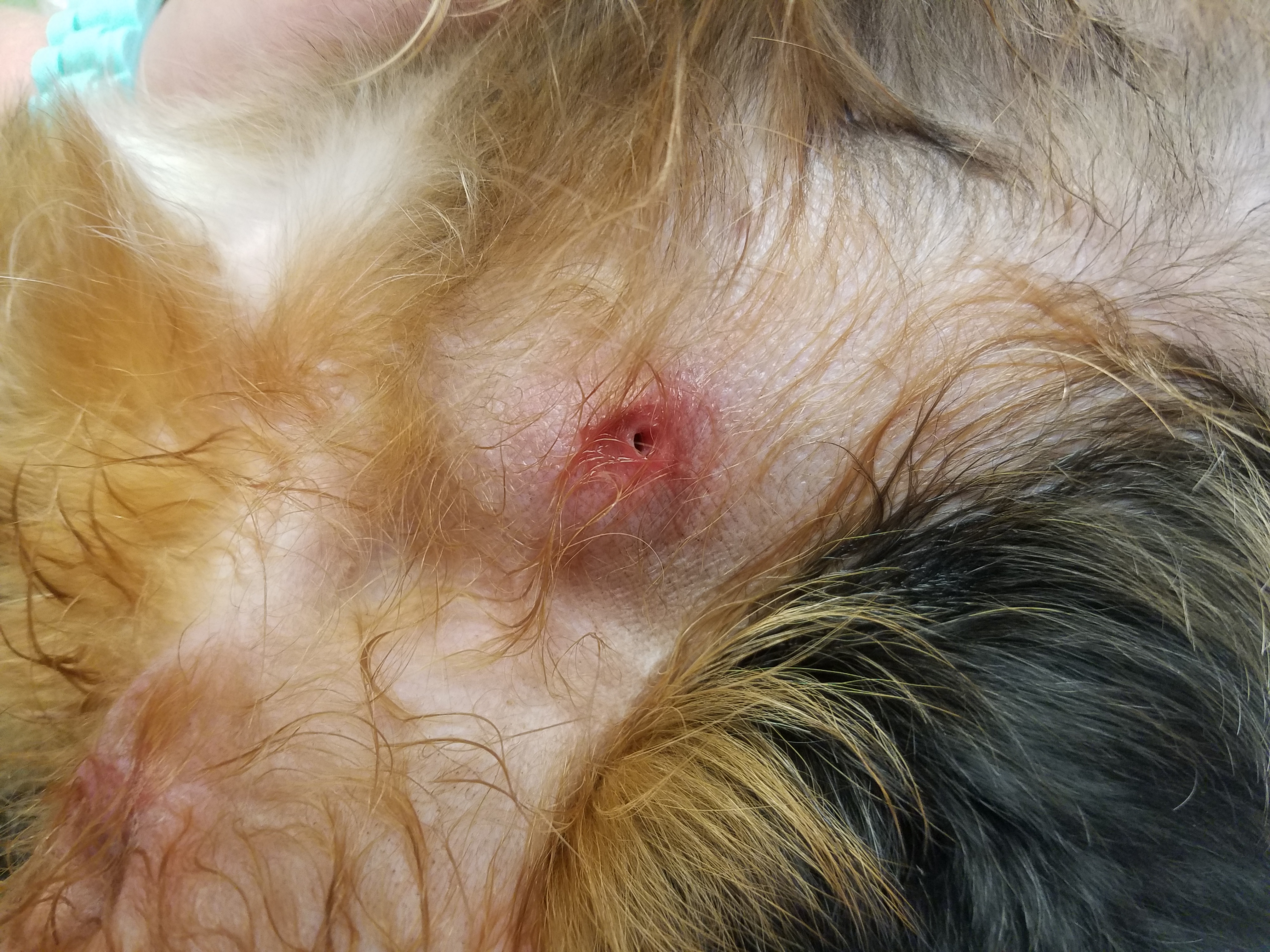Warble got fly on a dog
