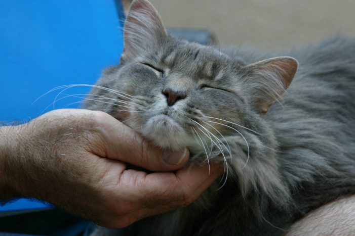 Dr. Debra Primovic's Cat Sammy.